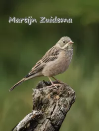Ortolaan [Emberiza hortulana]